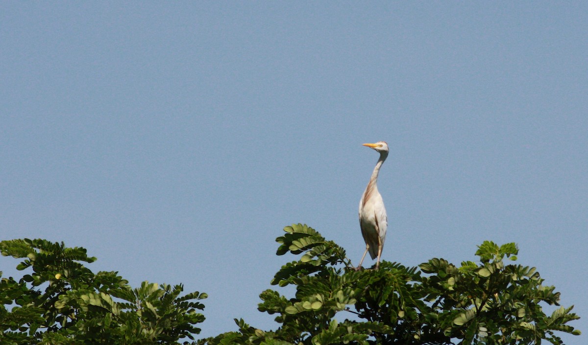 Western Cattle Egret - Jay McGowan