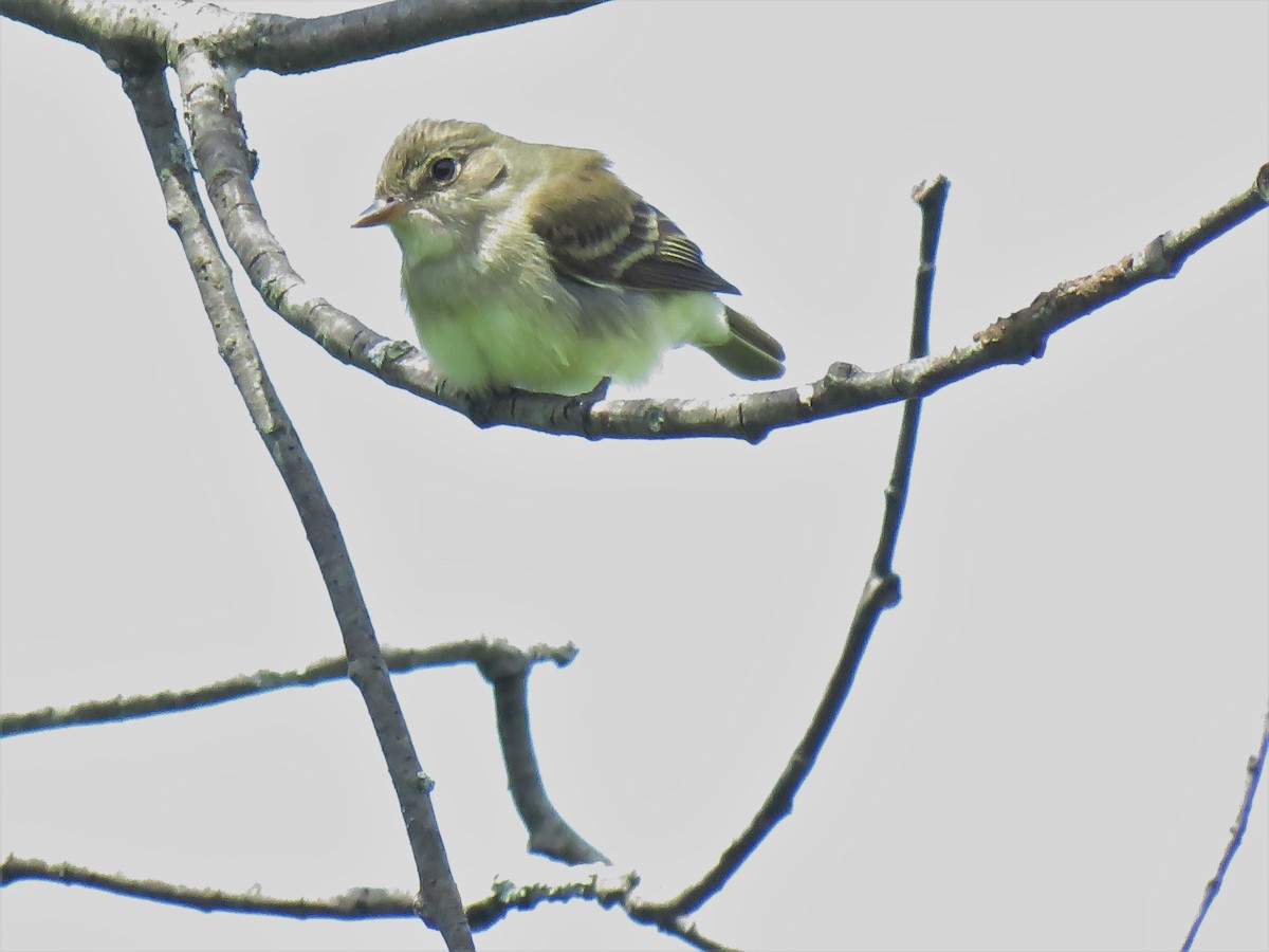 Alder Flycatcher - ML239574481