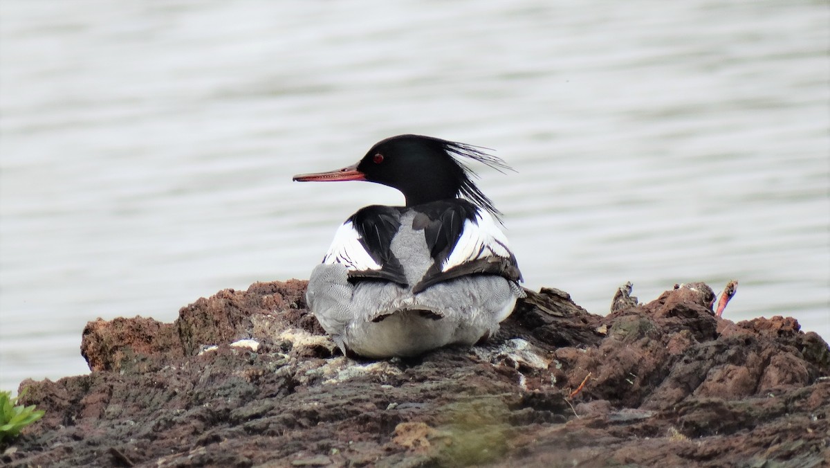 Red-breasted Merganser - ML239574491