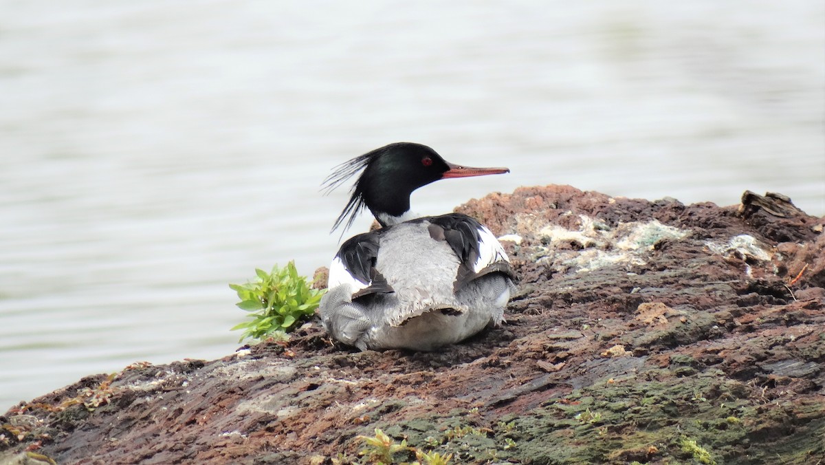 Red-breasted Merganser - ML239574521