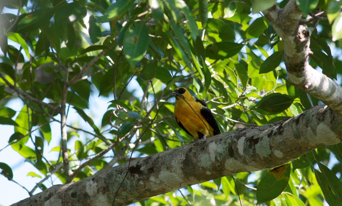 Oriole Blackbird - ML23957511