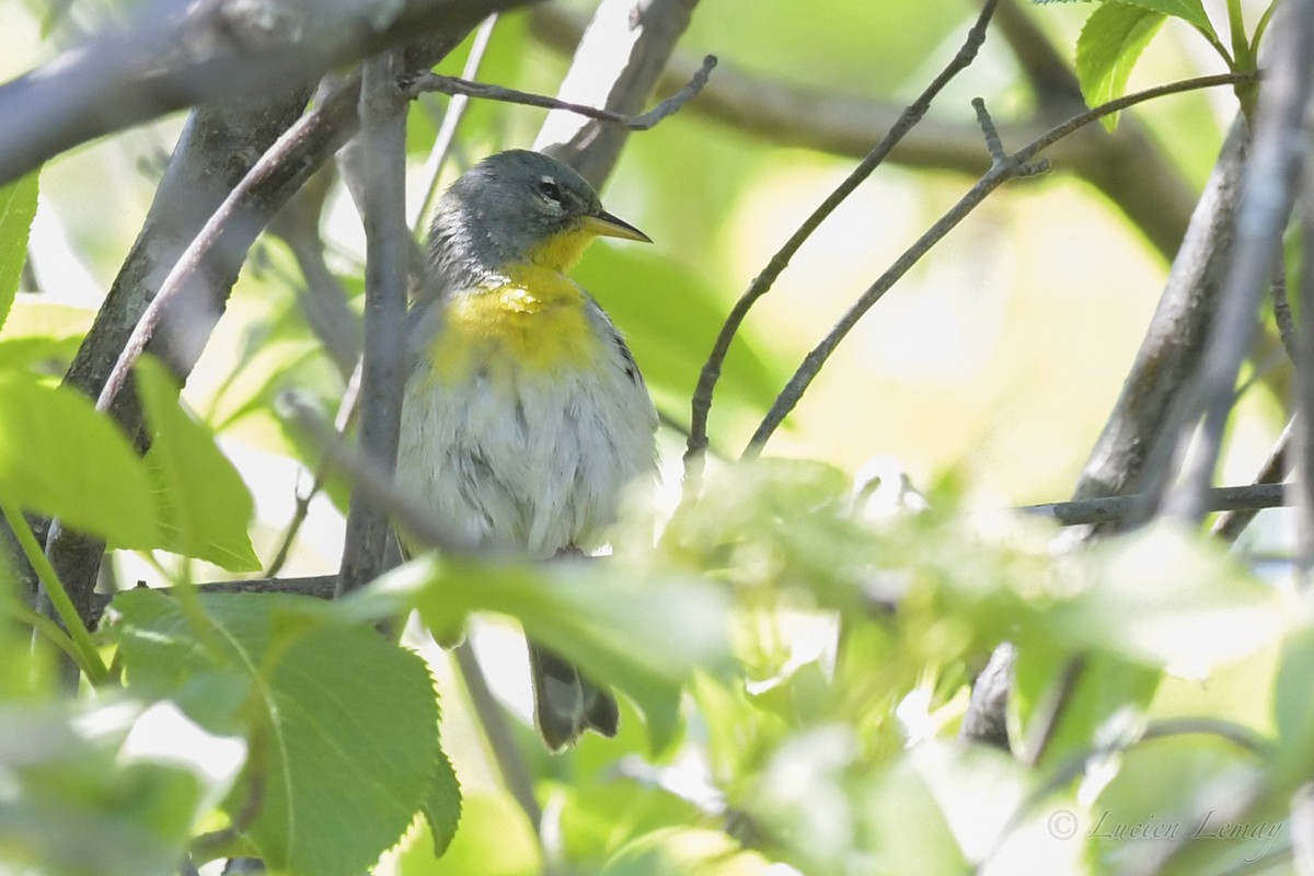 Northern Parula - ML239576091