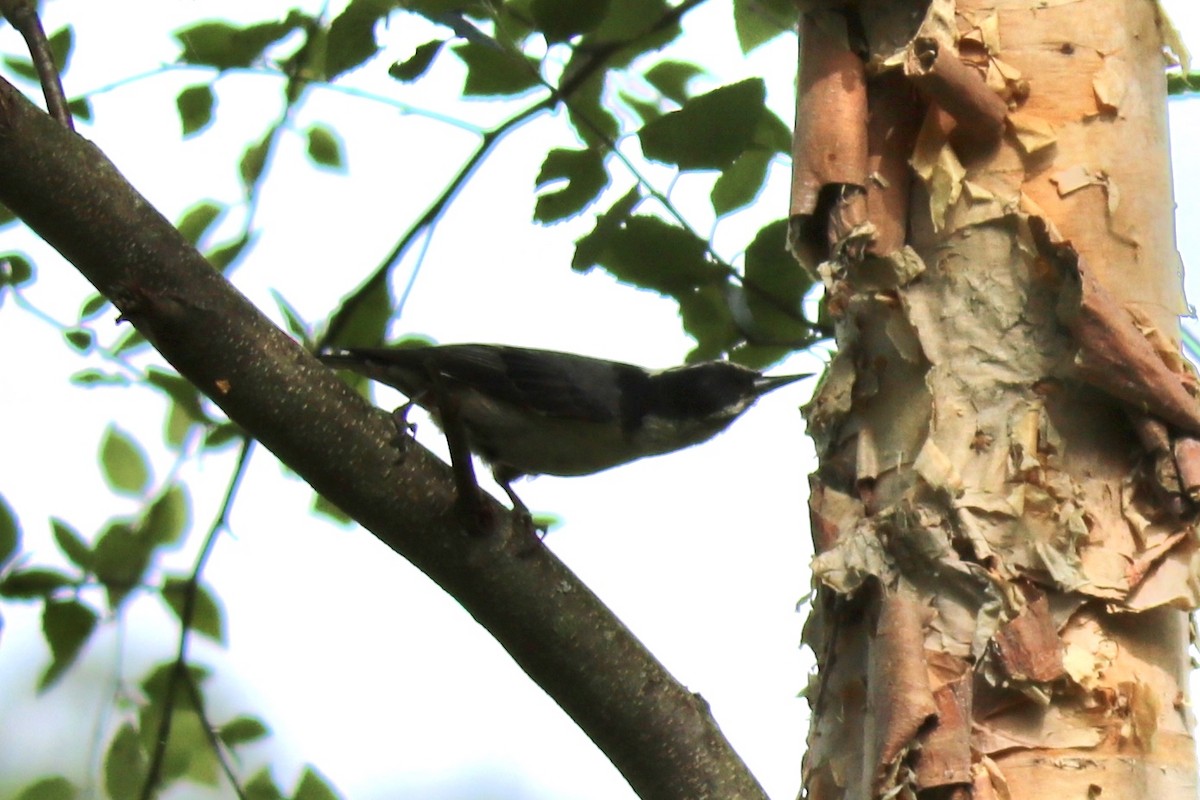 White-breasted Nuthatch - ML239576351