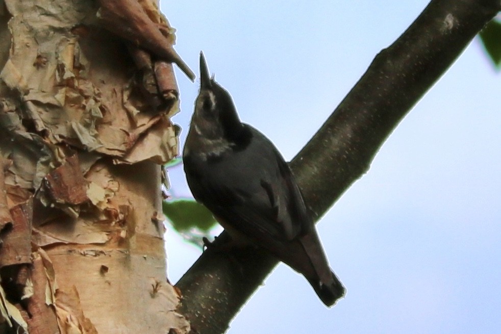 White-breasted Nuthatch - ML239576371