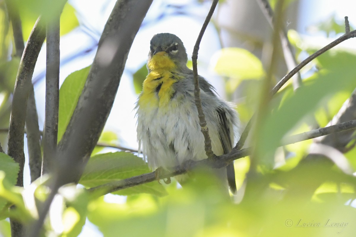 Northern Parula - ML239576381