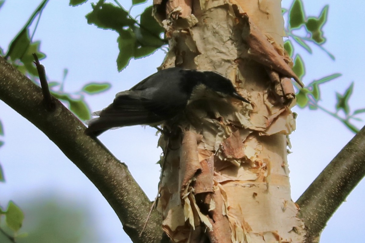White-breasted Nuthatch - ML239576401