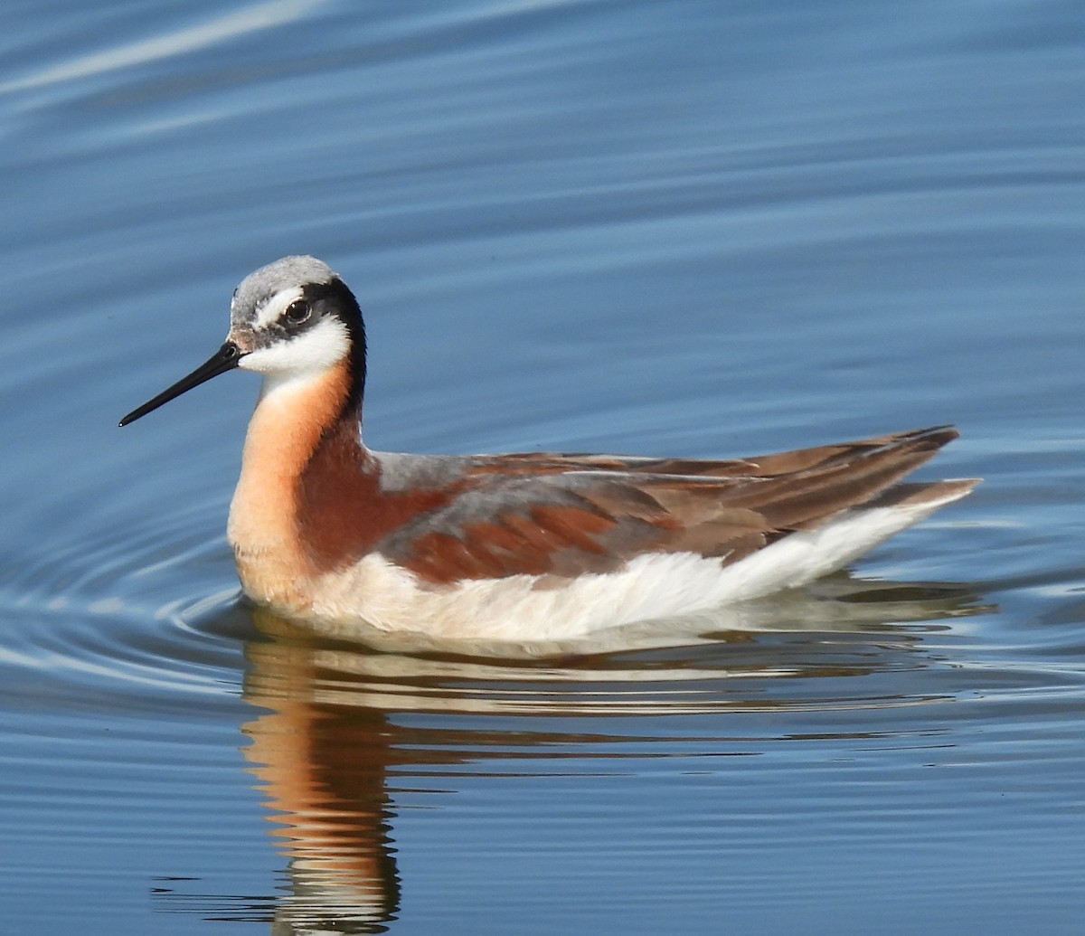 Wilson's Phalarope - ML239576491