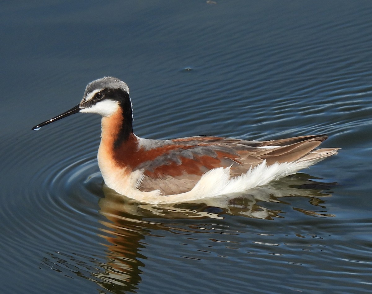 Wilson's Phalarope - ML239576531