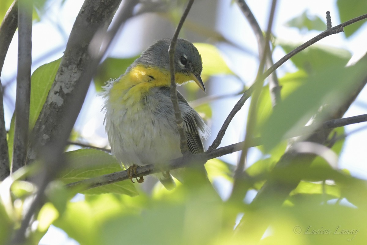 Northern Parula - ML239576561