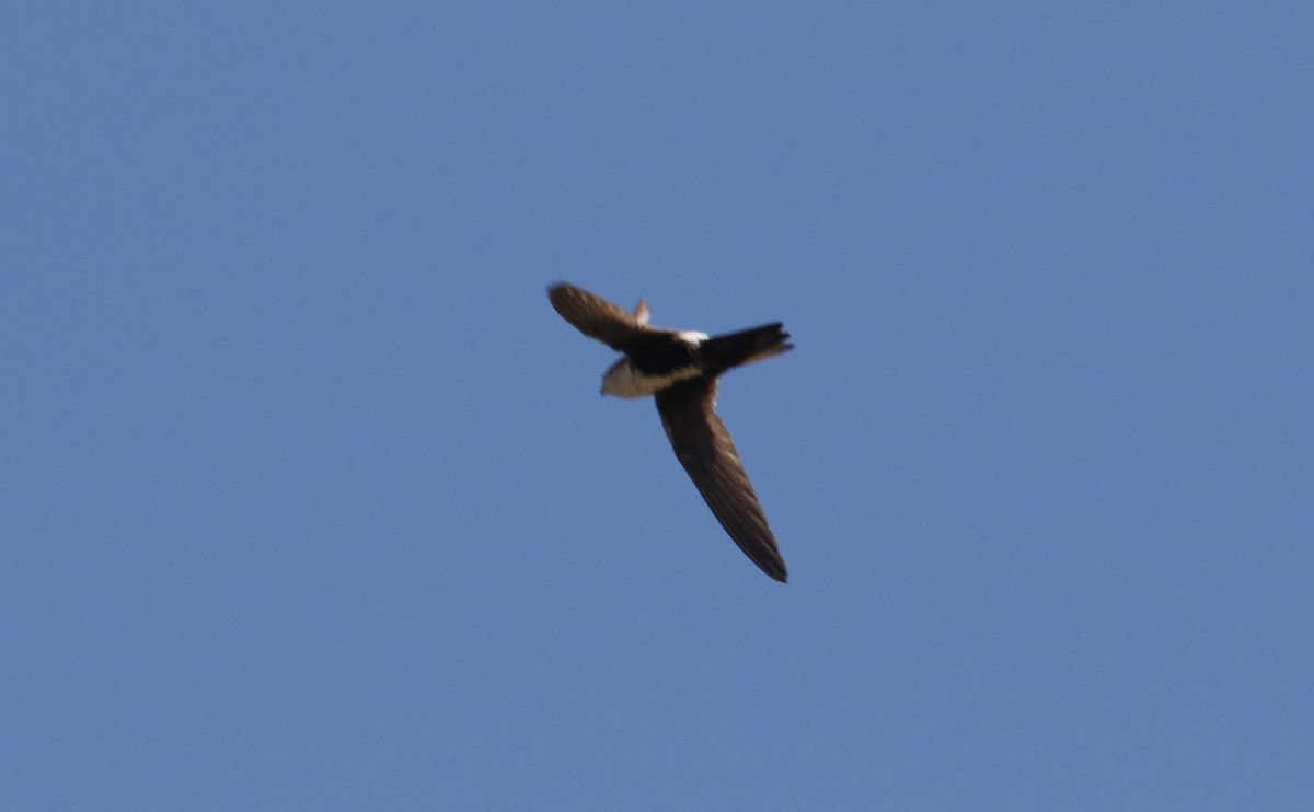 White-throated Swift - Laurens Halsey