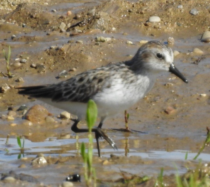 Semipalmated Sandpiper - ML239583281