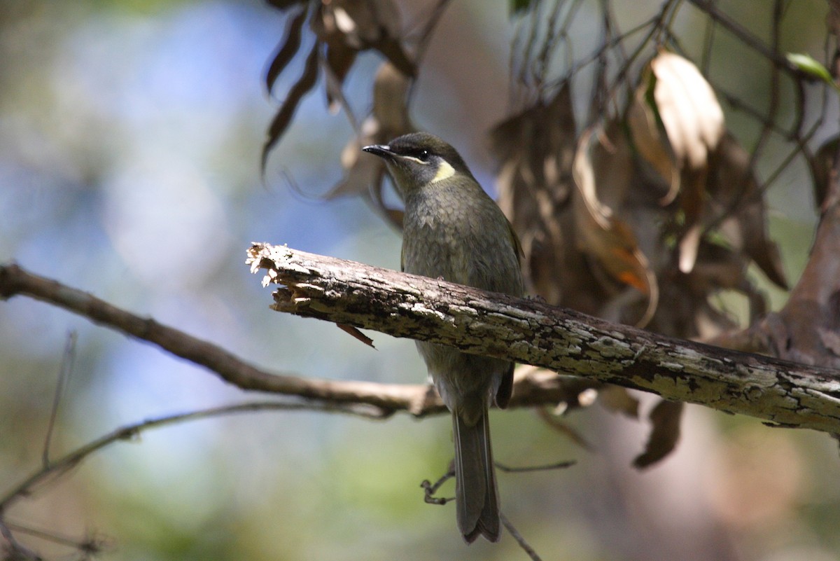 Lewin's Honeyeater - ML239583891