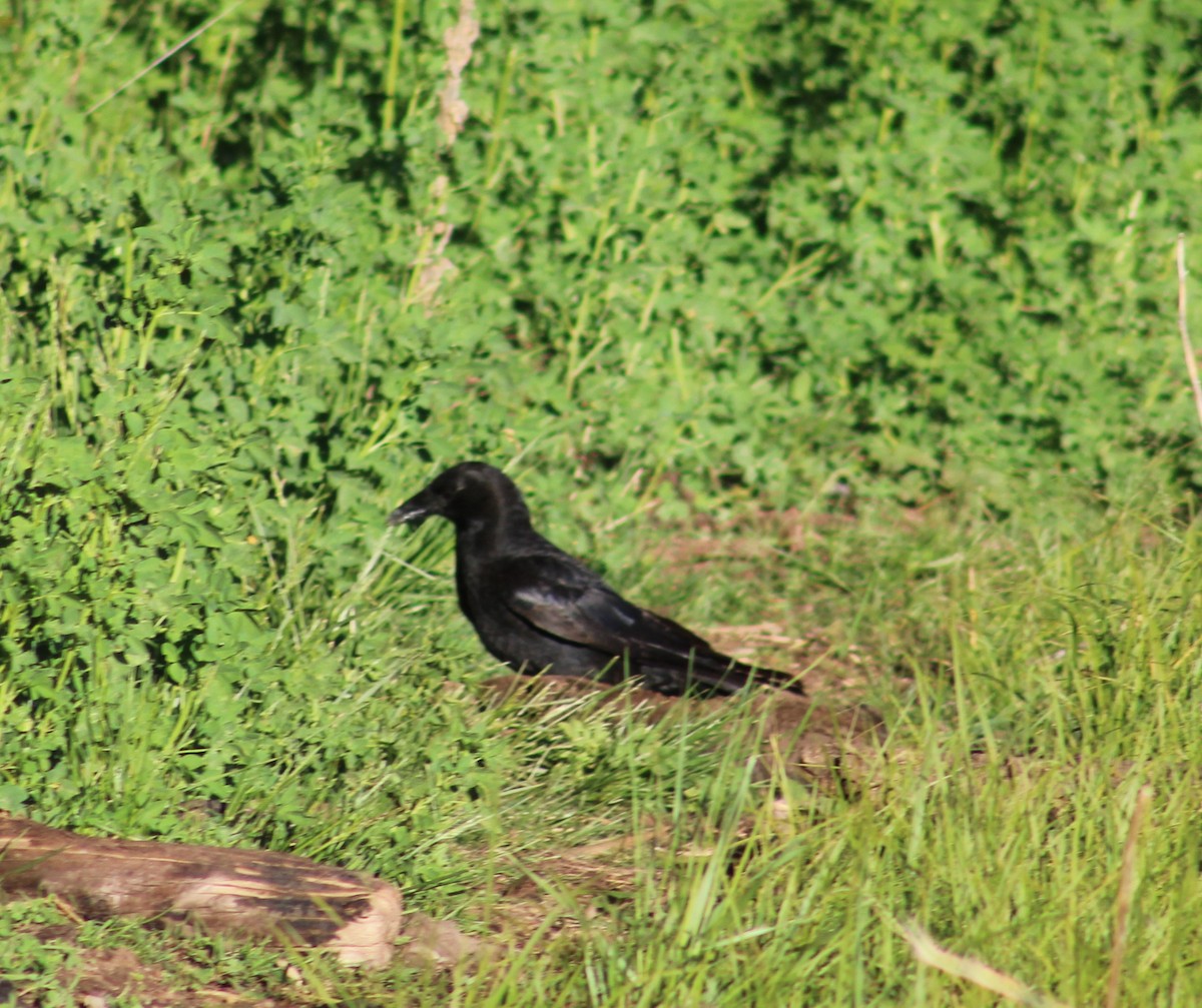 American Crow - ML239587811