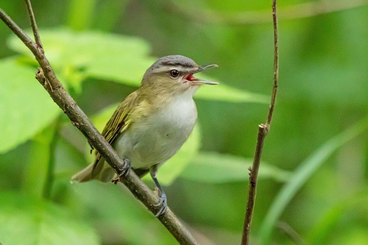 Kızıl Gözlü Vireo - ML239588311