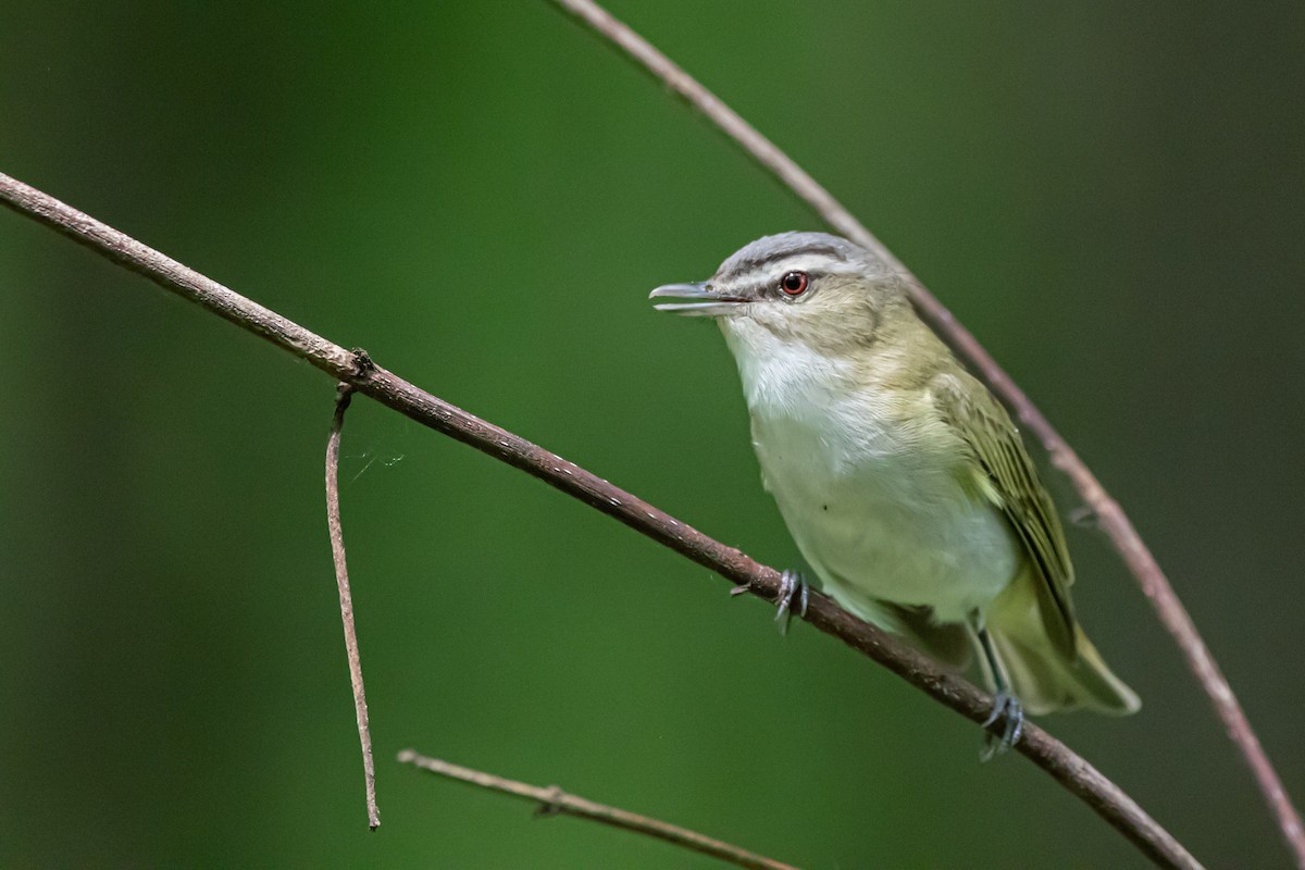 Red-eyed Vireo - ML239588411