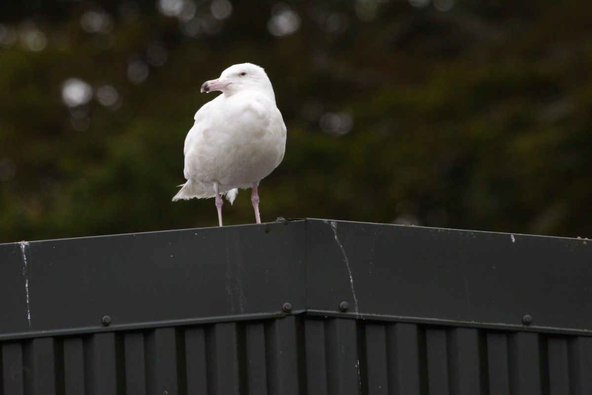 Glaucous Gull - ML239589421