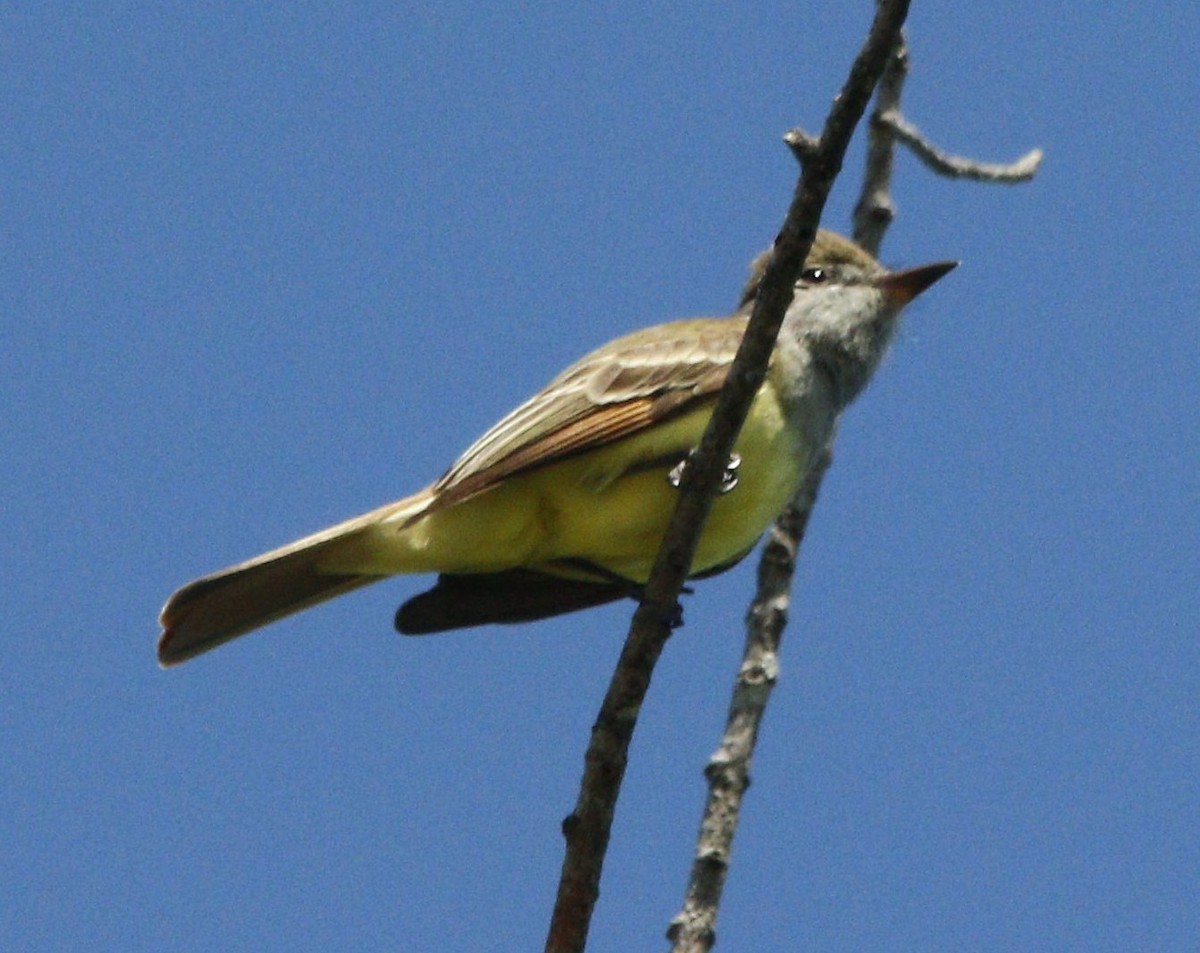 Great Crested Flycatcher - ML239590471