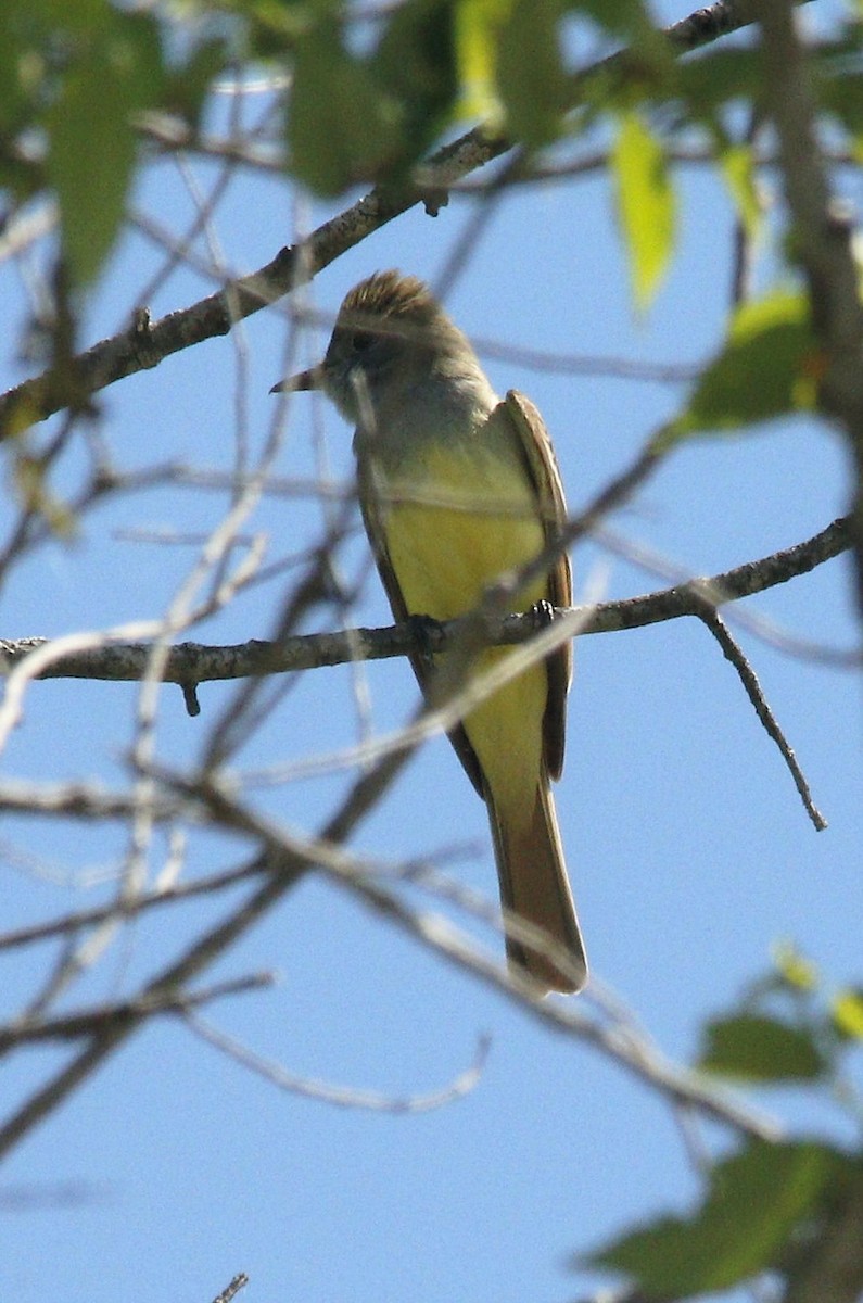 Great Crested Flycatcher - ML239590481