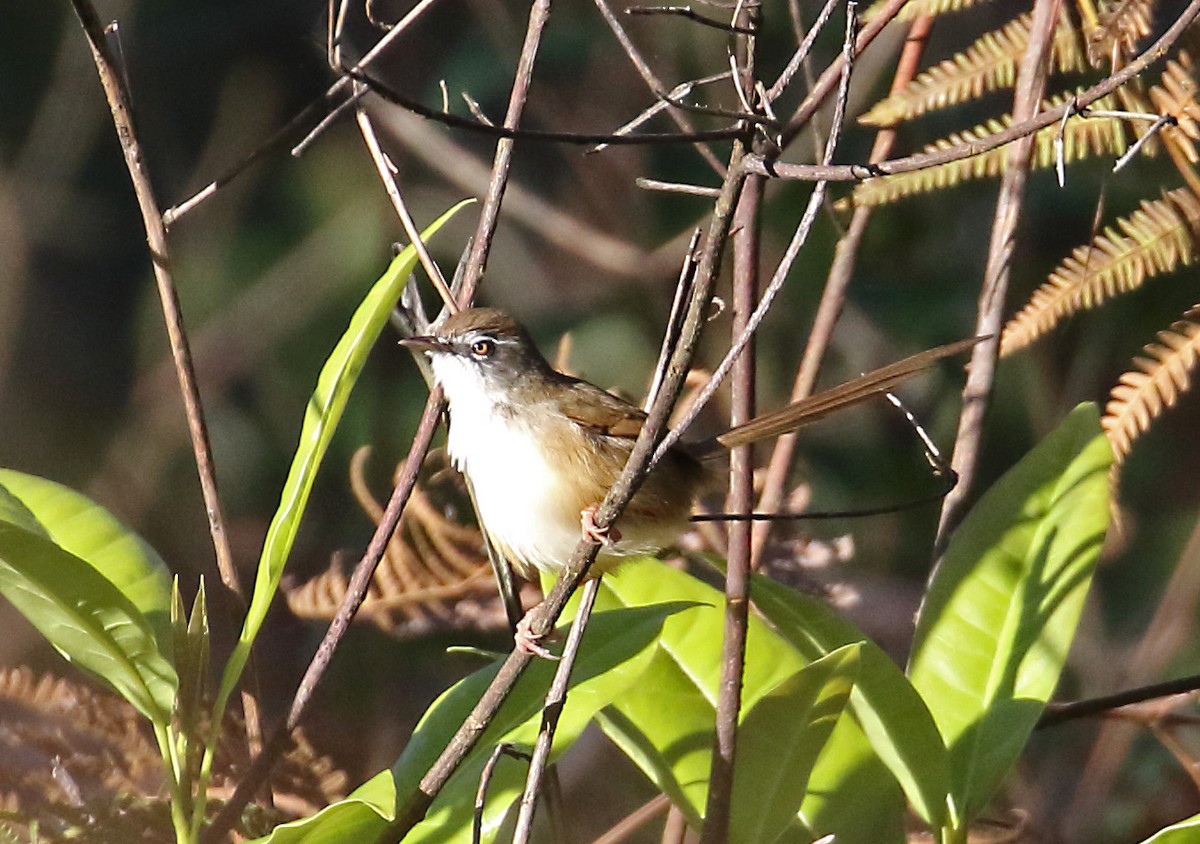 Prinia à sourcils - ML239591121