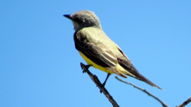 Western Kingbird - Deidre Dawson