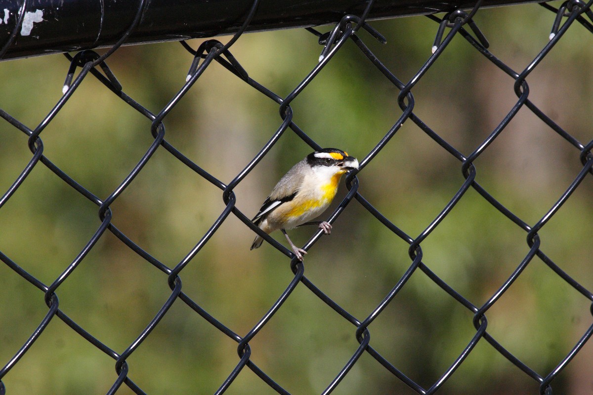 Pardalote Estriado (grupo melanocephalus) - ML239591601