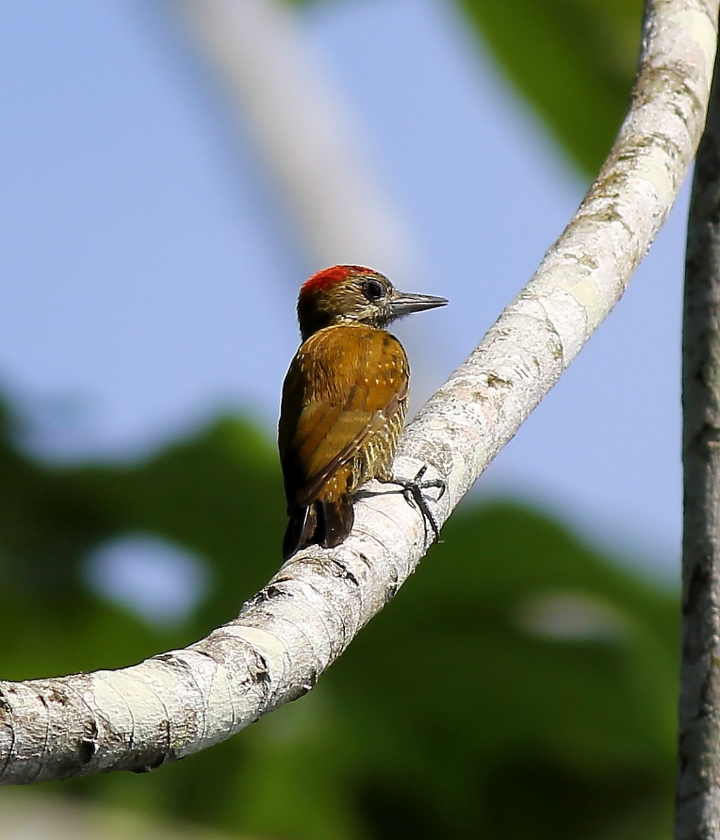Little Woodpecker - ML23959211