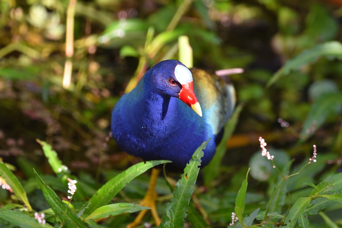 Purple Gallinule - Donald Fullmer