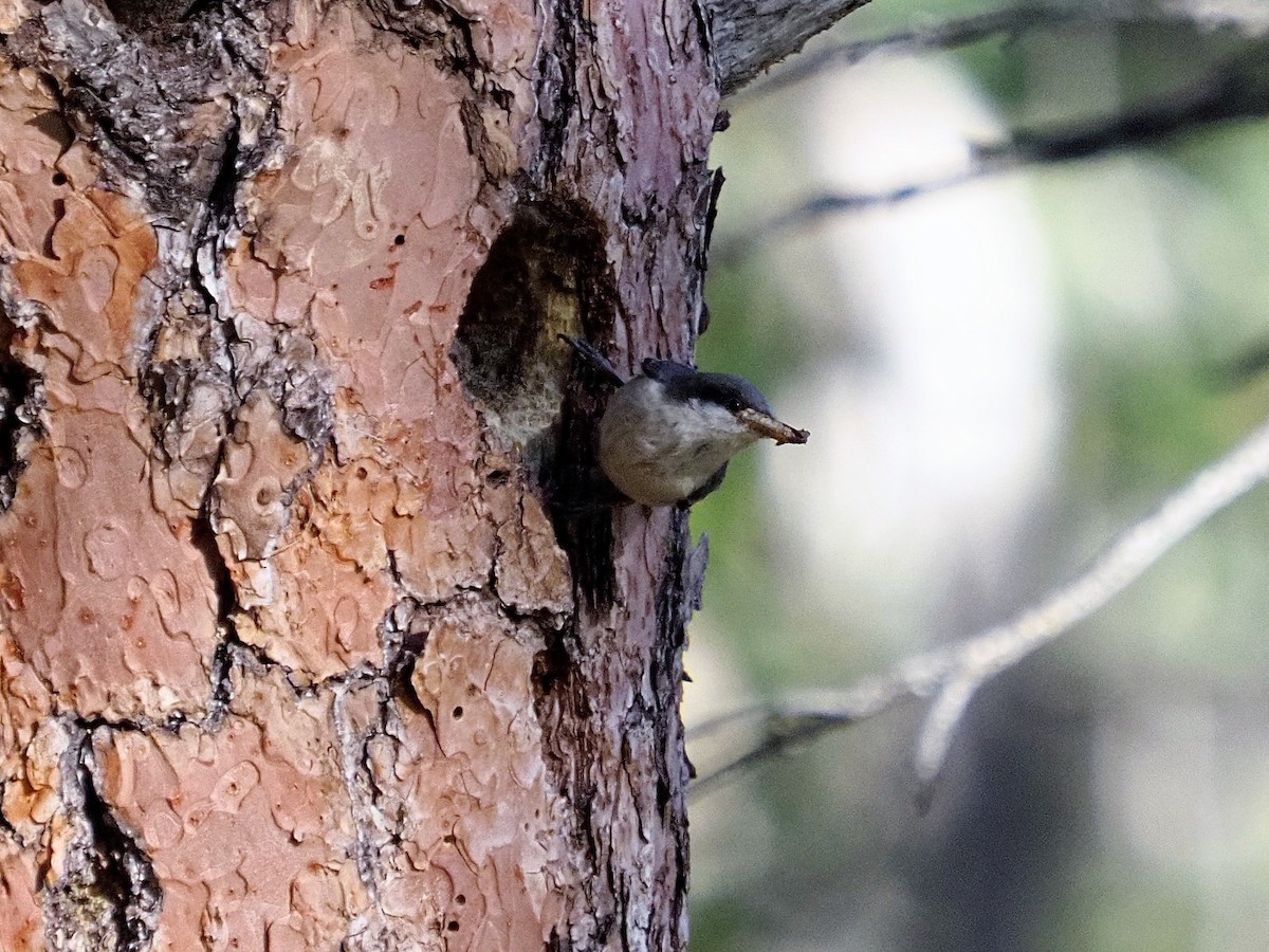 Pygmy Nuthatch - ML239596891