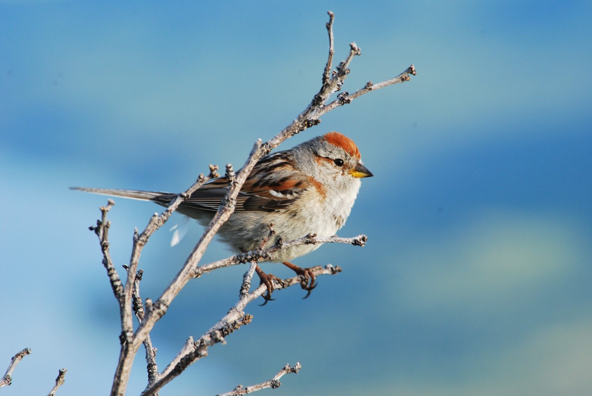 American Tree Sparrow - Matt Cahill
