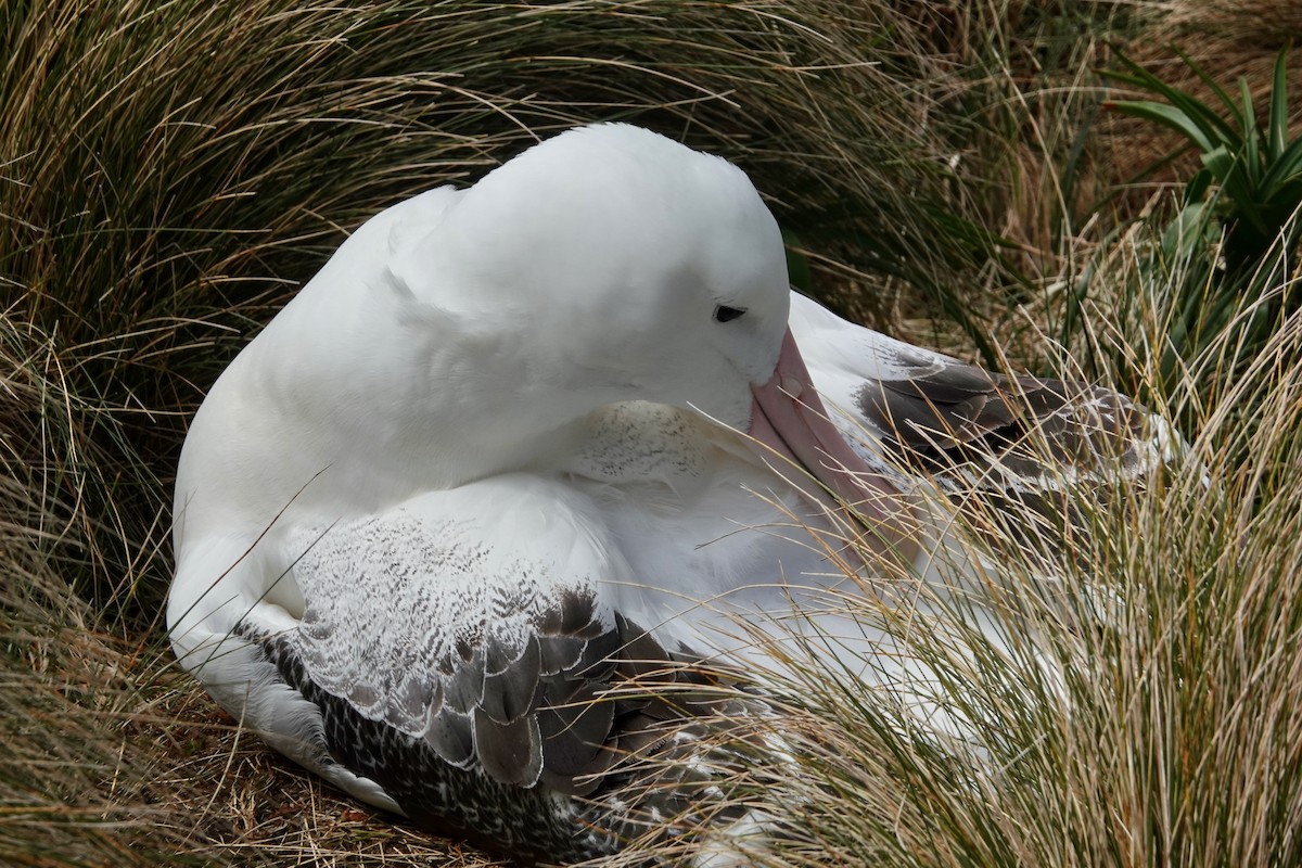 albatros královský - ML239602151