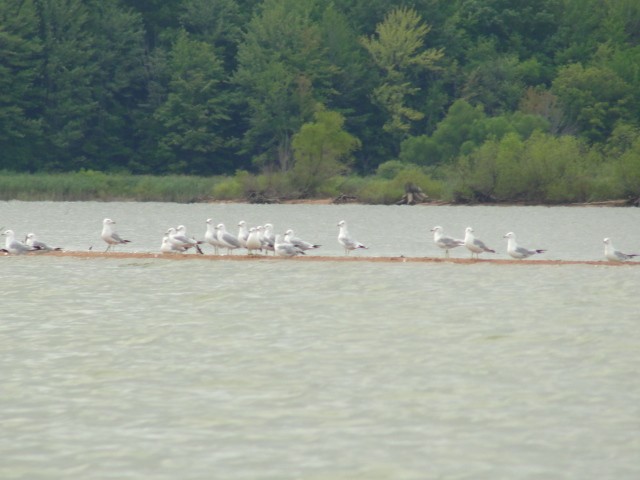 Ring-billed Gull - Chris Brandt