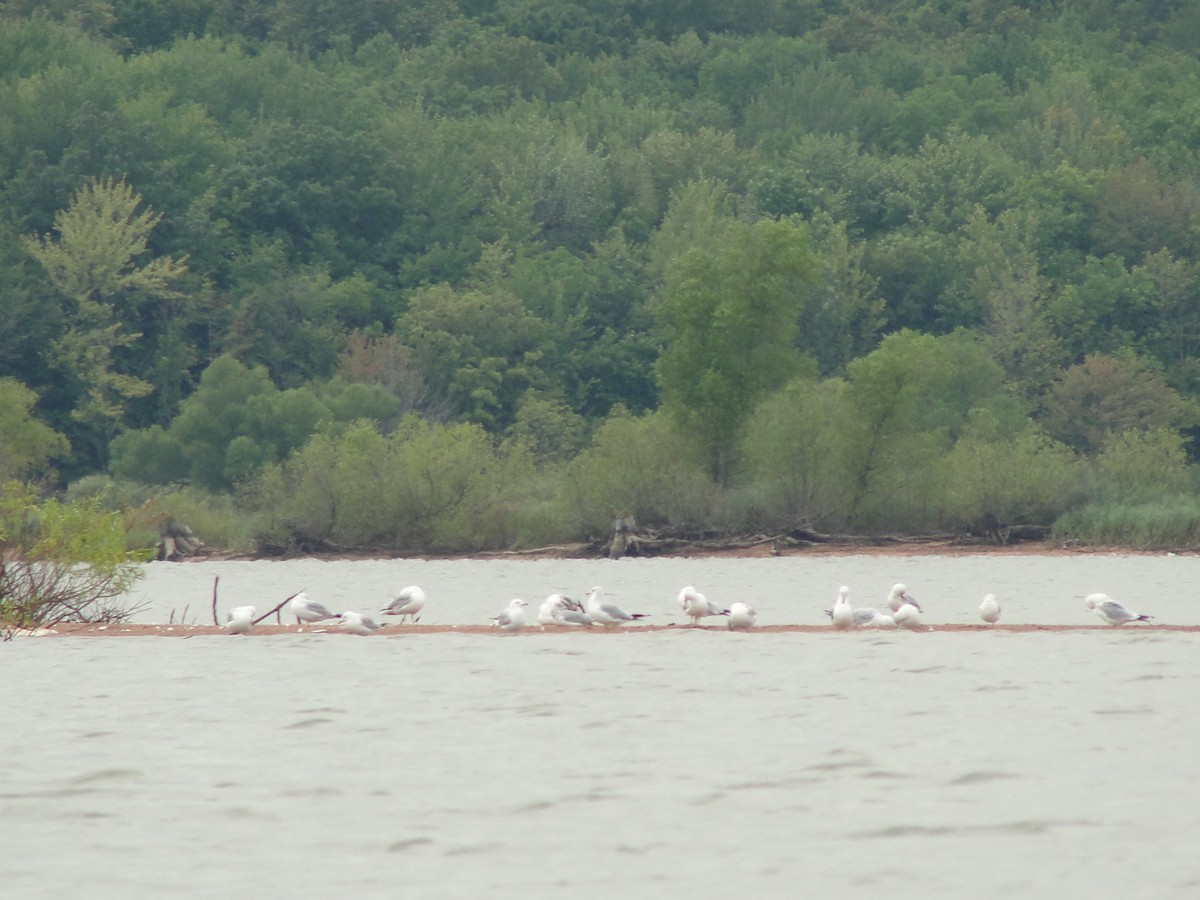 Ring-billed Gull - ML23960521