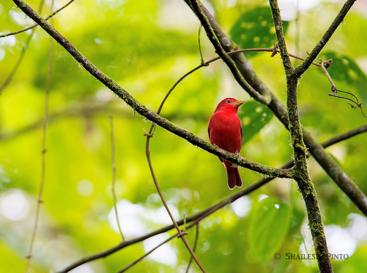 Summer Tanager - ML23960621