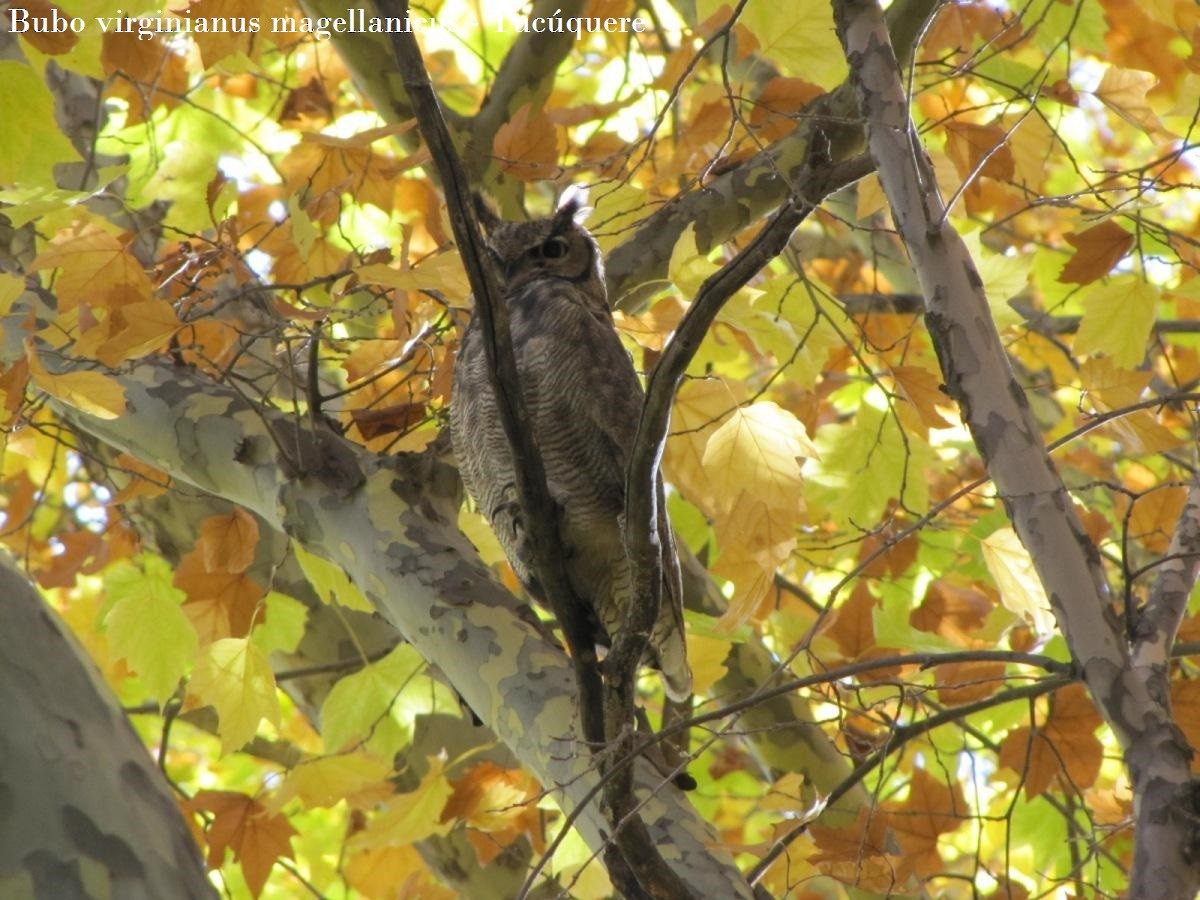 Lesser Horned Owl - ML239606211