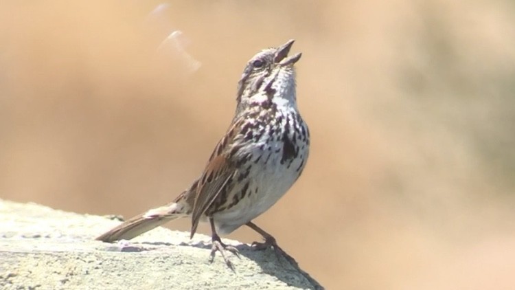 Song Sparrow (pusillula) - ML239607261