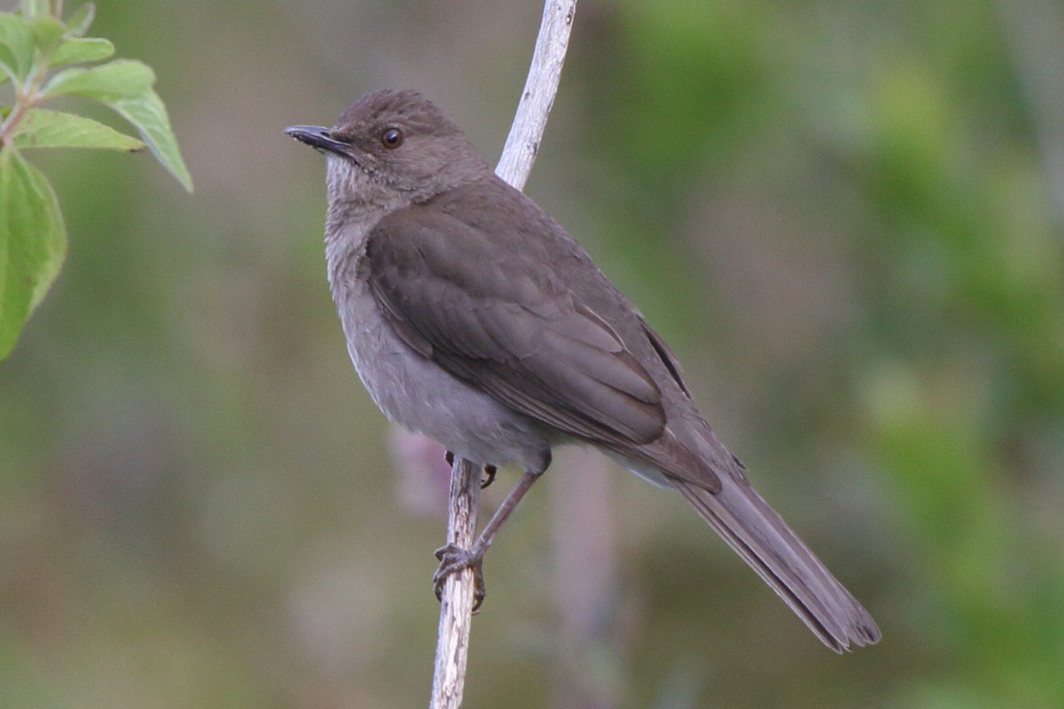 Pantepui Thrush - Fabio Olmos