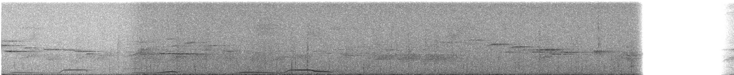 holub ostroocasý - ML239613