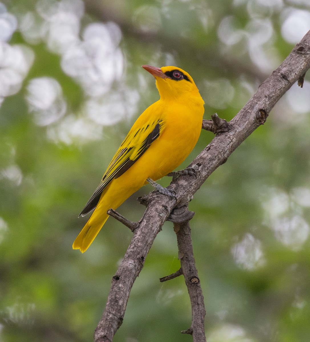 Вивільга золота - ML239613201