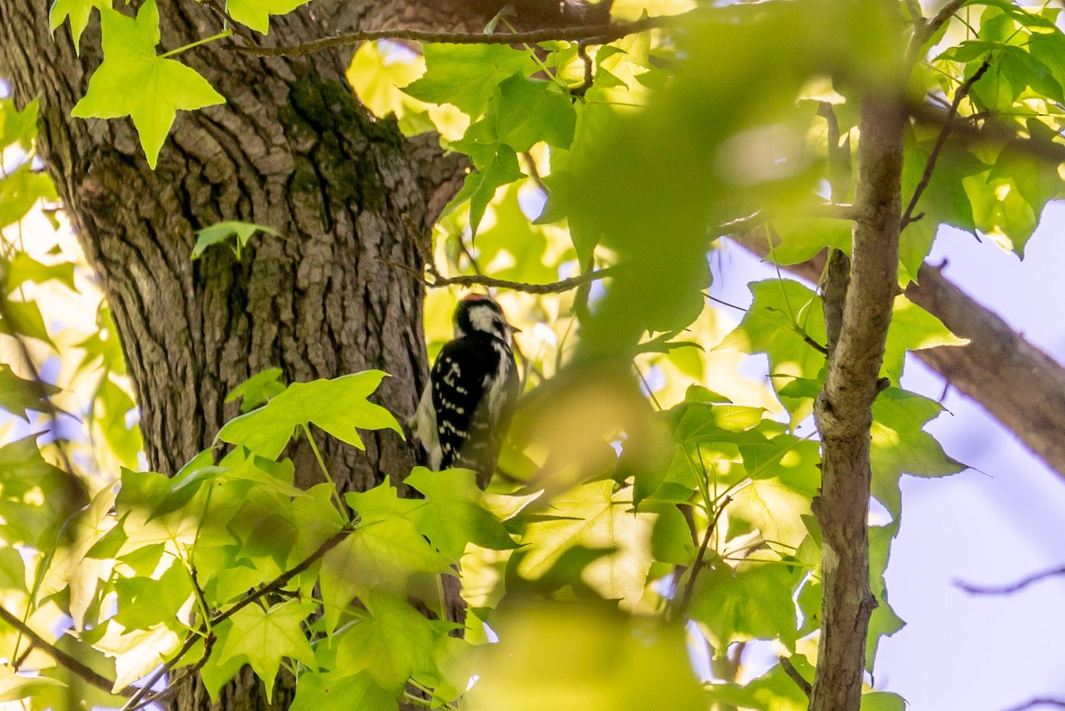 Hairy Woodpecker - ML239613651