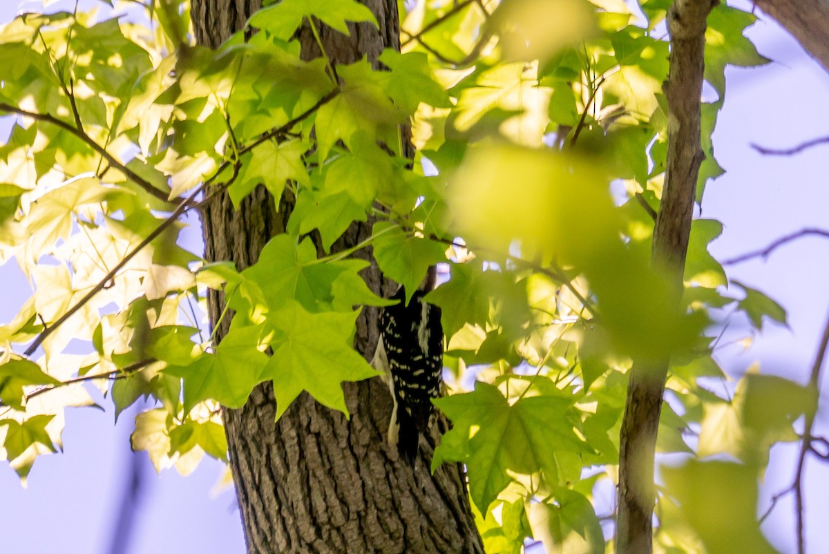 Hairy Woodpecker - ML239613661