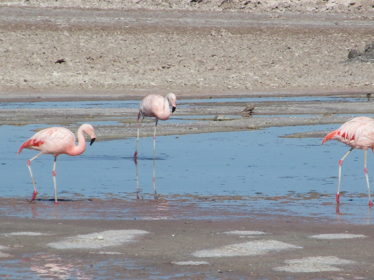 Chilean Flamingo - ML239614241