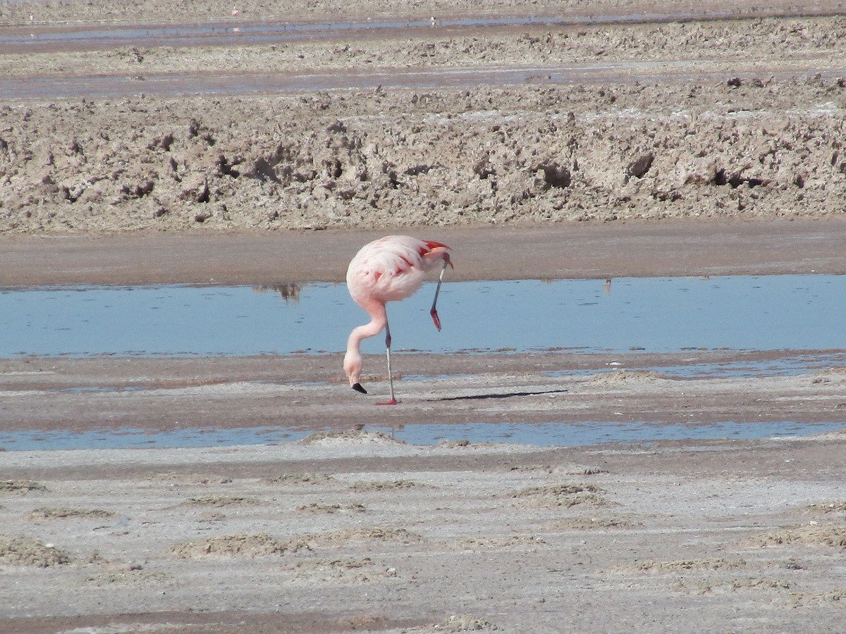 Şili Flamingosu - ML239614481