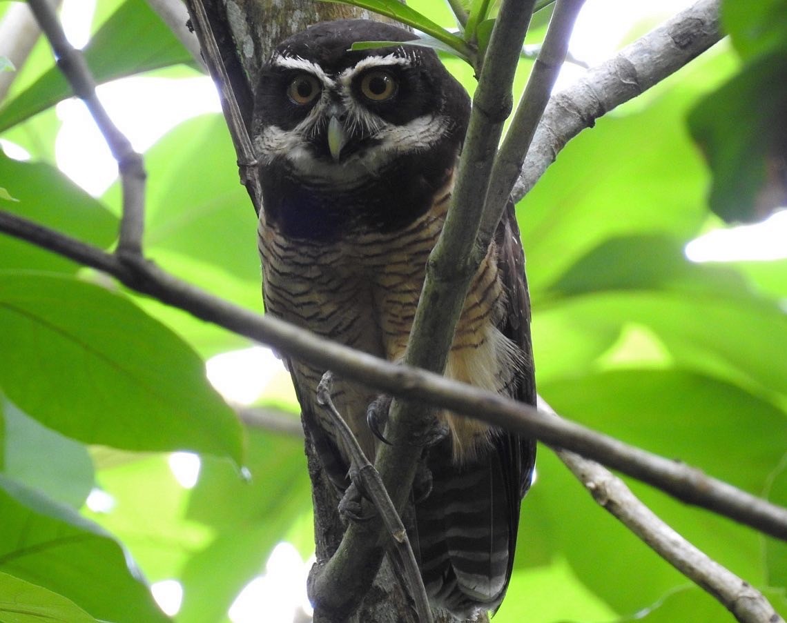 Spectacled Owl - Carlos Ulate