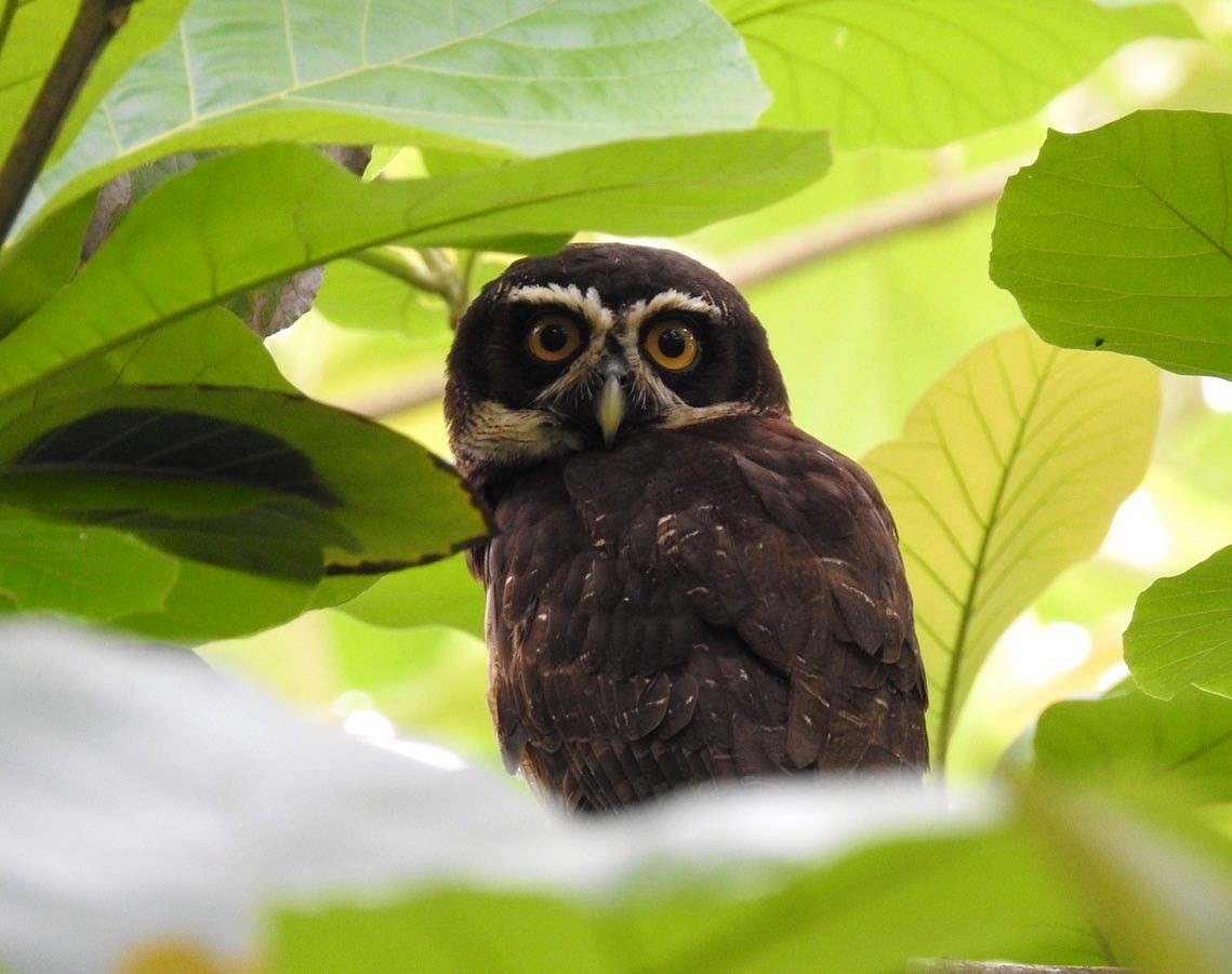 Spectacled Owl - ML239618501