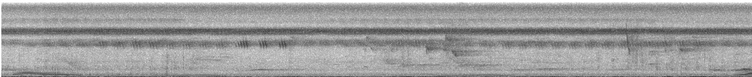 holub temnokřídlý - ML239619
