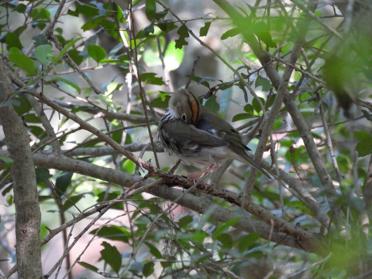 Ovenbird - ML239619111