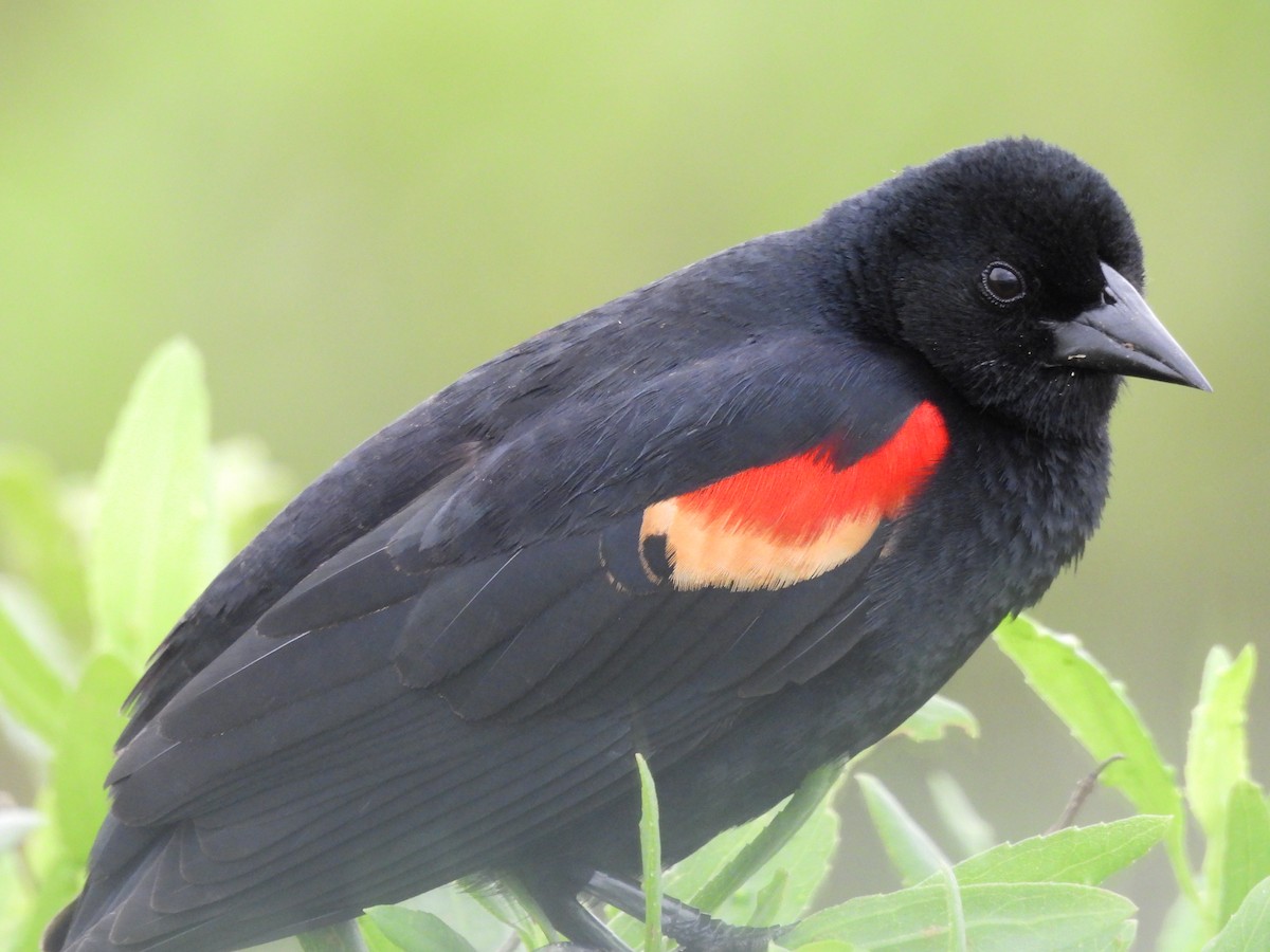 Red-winged Blackbird - ML239621051