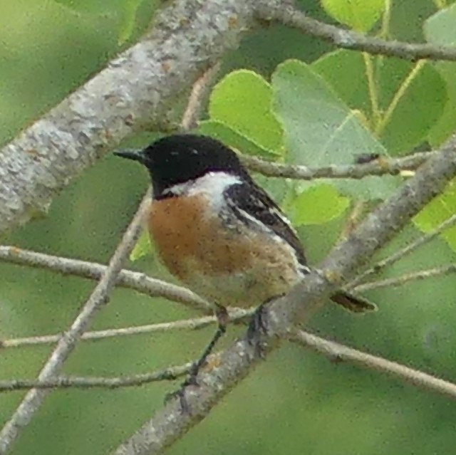 European Stonechat - ML239622361
