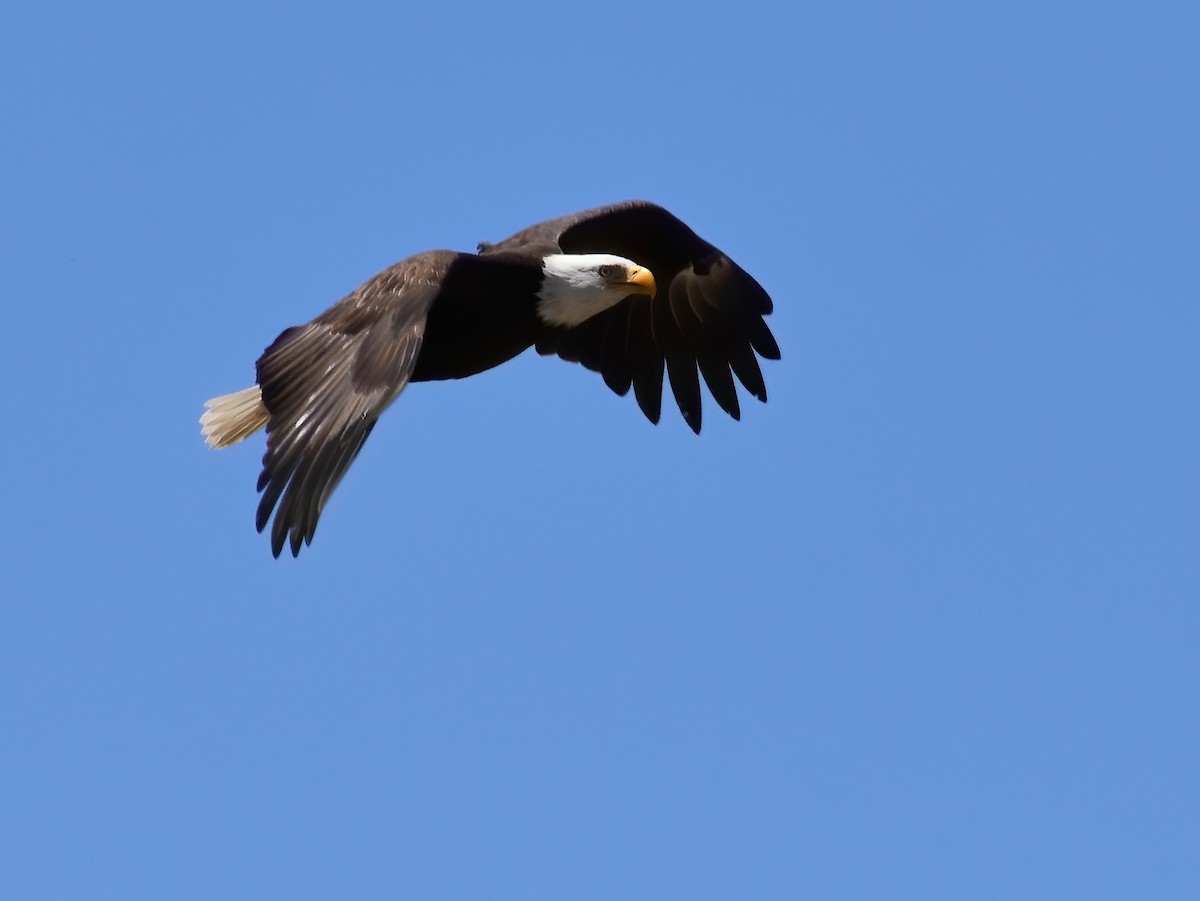 Bald Eagle - ML239627461