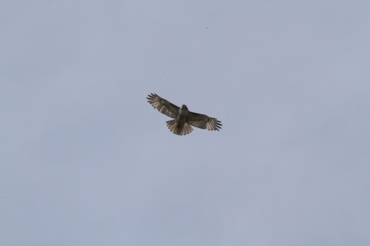 Red-tailed Hawk - ML239628021